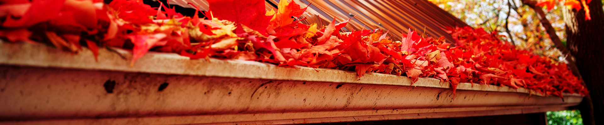 rain gutter with fall leaves 